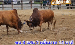 คลิปวัวชนย้อนหลัง ผลการชน โคแดงสายฟ้านำชัย VS โคแดงงามลูกบ่าววียอดมีชัย (อ้ายเซเว่น)
