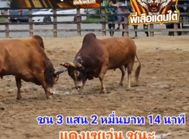 คลิปวัวชนย้อนหลัง ผลการชน โคแดงสายฟ้านำชัย VS โคแดงงามลูกบ่าววียอดมีชัย (อ้ายเซเว่น)
