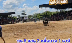 คลิปวัวชนย้อนหลัง ผลการชน โคดุกด้างแสงนักล่า (แสนเชิง ส.สิงห์สยาม) VS โคโหนดหลังขาวฟ้าวันใหม่ (อาก้า)