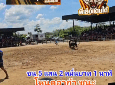 คลิปวัวชนย้อนหลัง ผลการชน โคดุกด้างแสงนักล่า (แสนเชิง ส.สิงห์สยาม) VS โคโหนดหลังขาวฟ้าวันใหม่ (อาก้า)