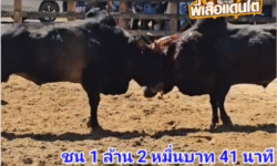 คลิปวัวชนย้อนหลัง ผลการชน โคนิลมนต์สงคราม (น้ำแข็ง) VS โคโหนดคมพยัคห์ (ปืนใหม่)
