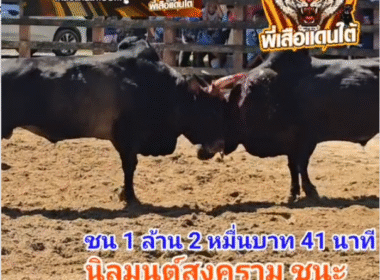 คลิปวัวชนย้อนหลัง ผลการชน โคนิลมนต์สงคราม (น้ำแข็ง) VS โคโหนดคมพยัคห์ (ปืนใหม่)