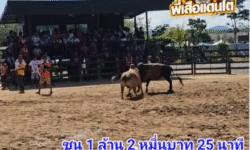คลิปวัวชนย้อนหลัง ผลการชน ขาวงามสี่เกลอชนะศึก (หลังสวนเล็ก) VS โคโหนดห้าพลัง (จอมโหด)