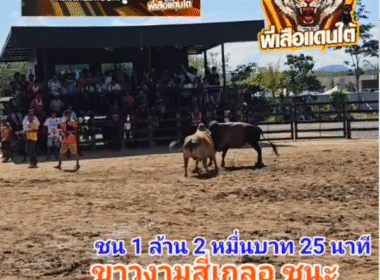คลิปวัวชนย้อนหลัง ผลการชน ขาวงามสี่เกลอชนะศึก (หลังสวนเล็ก) VS โคโหนดห้าพลัง (จอมโหด)
