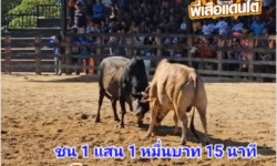คลิปวัวชนย้อนหลัง ผลการชน โคลังสาดทวีทรัพย์ (ไอ้พร้าว) VS โคโหนดเจ็ดแผ่นดินยอดนำทรัพย์ (เจ็ดยอด)