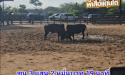 คลิปวัวชนย้อนหลัง ผลการชน ดุกด้างสกุลเหรียญ (ลูกแพะ)  VS  นิลงามจอมโหดเล็ก (ลูกโทษ)