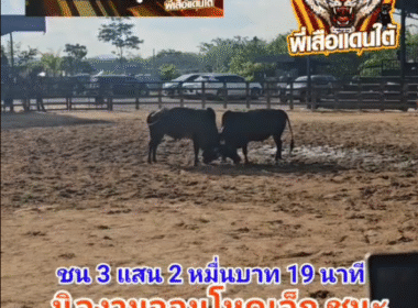 คลิปวัวชนย้อนหลัง ผลการชน ดุกด้างสกุลเหรียญ (ลูกแพะ)  VS  นิลงามจอมโหดเล็ก (ลูกโทษ)