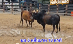 คลิปวัวชนย้อนหลัง ผลการชน ลังสาดพญาหมอกพิทักษ์นำชัย (อ้ายหมา)  VS  โหนดเจ้าสำออย