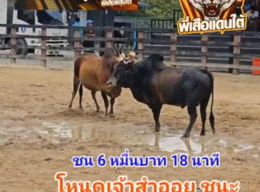 คลิปวัวชนย้อนหลัง ผลการชน ลังสาดพญาหมอกพิทักษ์นำชัย (อ้ายหมา)  VS  โหนดเจ้าสำออย