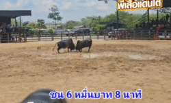คลิปวัวชนย้อนหลัง ผลการชน ดุกด้างเทพนิมิตร (ไอ้สาม) VS โหนดภูผาเพชรมีชัย (มดสัง)