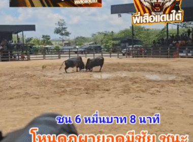 คลิปวัวชนย้อนหลัง ผลการชน ดุกด้างเทพนิมิตร (ไอ้สาม) VS โหนดภูผาเพชรมีชัย (มดสัง)