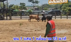คลิปวัวชนย้อนหลัง ผลการชน ขาวน้อยลูกนรสิงห์  VS แดงงามวันชนะ (ไอ้โถกวนตีน)