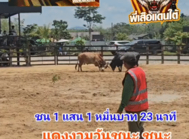 คลิปวัวชนย้อนหลัง ผลการชน ขาวน้อยลูกนรสิงห์  VS แดงงามวันชนะ (ไอ้โถกวนตีน)