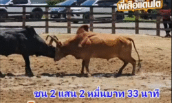 คลิปวัวชนย้อนหลัง ผลการชน โหนดแซมสิงห์ตะวันฉาย (บักเตำเทอร์โบ)  VS แดงงามรุ่งรัตน์เพชรรุ่งเรือง (แดงน้อย)