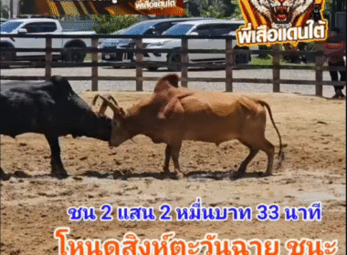 คลิปวัวชนย้อนหลัง ผลการชน โหนดแซมสิงห์ตะวันฉาย (บักเตำเทอร์โบ) VS แดงงามรุ่งรัตน์เพชรรุ่งเรือง (แดงน้อย)