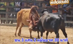 คลิปวัวชนย้อนหลัง ผลการชน แดงงามคะนองศึกหลานปัตตานี (โซดา)  VS ดุกด้างอัศวินใจเย็น (ไอ้จุดเจ้าเย็นชา)