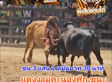 คลิปวัวชนย้อนหลัง ผลการชน แดงงามคะนองศึกหลานปัตตานี (โซดา)  VS ดุกด้างอัศวินใจเย็น (ไอ้จุดเจ้าเย็นชา)
