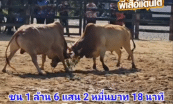 คลิปวัวชนย้อนหลัง ผลการชน ขาวงามเจ้าทะเลทอง (บัวลอย)  VS  ขาวงามเจ้าฟ้าดาราชัย (โอลีฟ)
