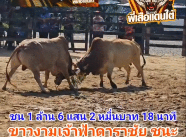 คลิปวัวชนย้อนหลัง ผลการชน ขาวงามเจ้าทะเลทอง (บัวลอย)  VS  ขาวงามเจ้าฟ้าดาราชัย (โอลีฟ)