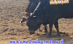 คลิปวัวชนย้อนหลัง ผลการชน ดุกด้างอัศวินเจ้าปัญญานักล่าเมืองใต้ (สมองกล)  VS  ลังสาดเจ้าเล่ห์พยัคฆ์แสนเหลี่ยม 95