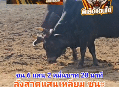 คลิปวัวชนย้อนหลัง ผลการชน ดุกด้างอัศวินเจ้าปัญญานักล่าเมืองใต้ (สมองกล)  VS  ลังสาดเจ้าเล่ห์พยัคฆ์แสนเหลี่ยม 95