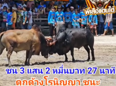 คลิปวัวชนย้อนหลัง ผลการชน ดุกด้างงามทรัพย์ราชสีห์ (โรนิญญา) VS ลังสาดสิงห์โตทอง