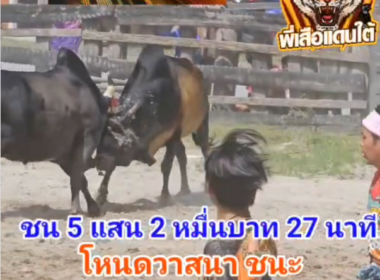 คลิปวัวชนย้อนหลัง ผลการชน ดุกด้างร้อยเหลี่ยมพยัคฆ์ดาราน้ำรอบ (ไอ้หัวถั่ว) VS โหนดวาสนา