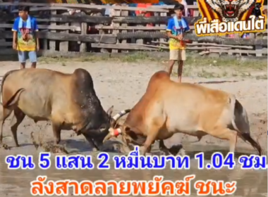 คลิปวัวชนย้อนหลัง ผลการชน ลังสาดลายพยัคฆ์พิทักษ์นำชัย (อ้ายเสือ) VS ขาวสกุลเพชร (หน้ากากเหล็ก)