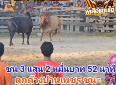 คลิปวัวชนย้อนหลัง ผลการชน ขาวมุกมณีราชสีห์ (ทองพลอย) VS ดุกด้างปานเพชร (ท่านปาน)