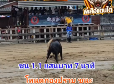 คลิปวัวชนย้อนหลัง ผลการชนลังสาดงามลูกดารา (อ้ายรถตัก)  VS โหนดกองปราบ ชน 7 นาที