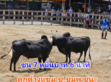 คลิปวัวชนย้อนหลัง ผลการชน โหนดงามเพชรนำชัยขวัญใจเจ๊หลวย  VS ดุกด้าางแซม ช.สมพู