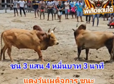 คลิปวัวชนย้อนหลัง ผลการชน ลังสาดปัดตานี (พี่เบิร์ด)  VS แดงวันเผด็จการ (หน่วยรบพิเศษ)