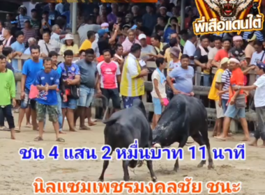 คลิปวัวชนย้อนหลัง ผลการชน นิลแซมอิทธิฤทธิ์พิชิตชัย (ใหม่กรอบแกลบ)  VS นิลแซมเพชรมงคลชัย