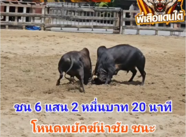 คลิปวัวชนย้อนหลัง ผลการชน โหนดพยัคฆ์นำชัย (ค๊อฟฟี่)  VS โหนดอัศวินแก้วมังกร (เพชรโคราช)