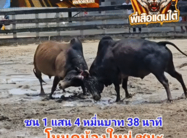 คลิปวัวชนย้อนหลัง ผลการชน โหนดเจริญทรัพย์เพชรภาคภูมิ (กลากน้อย)  VS โหนดรามวันมีชัย (น้องใหม่)