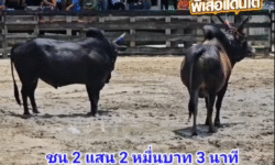 คลิปวัวชนย้อนหลัง ผลการชน โหนดงามเพชรมงคลชัย (ไอ้จ้าวเสือ)  VS ดุกด้างแซมสี่เทพตาเพชร (ท่านหม้อ 99)