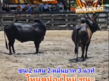 คลิปวัวชนย้อนหลัง ผลการชน โหนดงามเพชรมงคลชัย (ไอ้จ้าวเสือ)  VS ดุกด้างแซมสี่เทพตาเพชร (ท่านหม้อ 99)