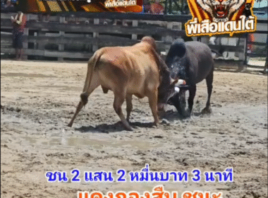 คลิปวัวชนย้อนหลัง ผลการชน คุกด้างยอดเกรียงไกรขวัญใจโล่ทองค่า (ไอ้เพรทองค์)  VS แดงสิรินำชัยโชคนำทรัพย์ (กองสืบ)