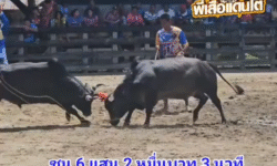 คลิปวัวชนย้อนหลัง ผลการชน ดุกด้างพยัคฆ์ซุปเปอร์เล็กเพชรแสนชัย (บักอ้วน) VS ดุกด้างแซมซุปเปอร์จิ๋ว (ซีเมียร์)