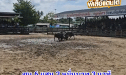 คลิปวัวชนย้อนหลัง ผลการชน ดุกด้าง 4D  VS ลายทรัพย์ราชา (ลายเม็ดเงิน)
