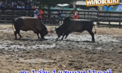 คลิปวัวชนย้อนหลัง ผลการชน โหนดเพชรภูเขียว (ไอ้ลาว)  VS โหนดใจเด็ดเพชรวาเลนไทน์ (อ้ายรัก)