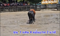 คลิปวัวชนย้อนหลัง ผลการชน โหนดชาติพยัคฆ์ (เสาร์ห้า) VS แดงอัศวินสิงห์ชาวเขา (เสือแป้ง88)