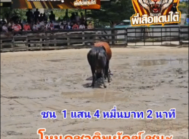 คลิปวัวชนย้อนหลัง ผลการชน โหนดชาติพยัคฆ์ (เสาร์ห้า) VS แดงอัศวินสิงห์ชาวเขา (เสือแป้ง88)