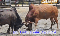 คลิปวัวชนย้อนหลัง ผลการชน ดกุด้างศรายุทธยอดนำชัย VS แดงเพชรทางหลวง