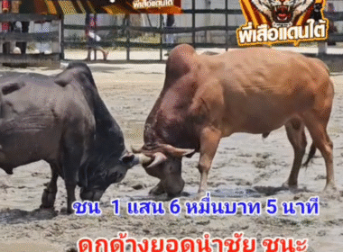 คลิปวัวชนย้อนหลัง ผลการชน ดกุด้างศรายุทธยอดนำชัย VS แดงเพชรทางหลวง