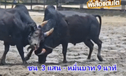 คลิปวัวชนย้อนหลัง ผลการชน นิลท้องลายปิ่นสยามทรัพย์แสนชัย (ท่านโป้ง) VS โหนดนันทกรยอดนำชัย