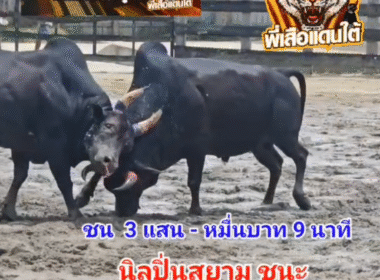 คลิปวัวชนย้อนหลัง ผลการชน นิลท้องลายปิ่นสยามทรัพย์แสนชัย (ท่านโป้ง) VS โหนดนันทกรยอดนำชัย