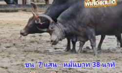 คลิปวัวชนย้อนหลัง ผลการชน ดุกด้างเพชรทุ่งทะเลหลวง (ลูกเพชร) VS โหนดหลังขาวโชคนำชัยทายาทดอกรัก (อ้ายดัน)