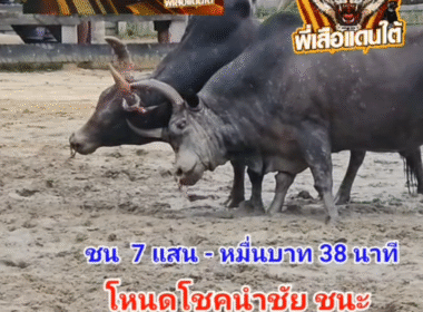 คลิปวัวชนย้อนหลัง ผลการชน ดุกด้างเพชรทุ่งทะเลหลวง (ลูกเพชร) VS โหนดหลังขาวโชคนำชัยทายาทดอกรัก (อ้ายดัน)