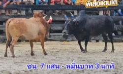 คลิปวัวชนย้อนหลัง ผลการชน แดงงามเดชอรัญ (แสงทอง) VS โหนดทวีทรัพย์ลูกทัพไทย